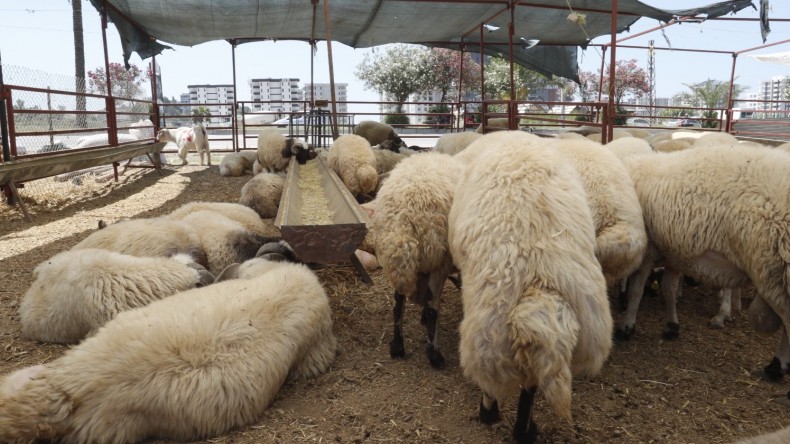 ÇUKUROVA BELEDİYESİ KURBAN SATIŞ VE KESİM YERLERİNİ DENETLEDİ